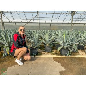 Agáva americká (Agave americana) - výška 70-90 cm, ⌀ 80-100 cm, kont. C15L (-7°C)